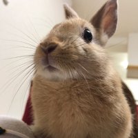 まゆじろう (@mayuringo1213) 's Twitter Profile