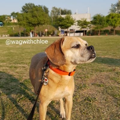 I'm Chloe, a Puggle from Boston. My dog mom is Het, an Aussie from Sydney. We're now in Seoul where we rescued my sisters, Lilly & Coco. Welcome to our life!