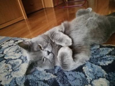 cfvkW3uZMt1iSt2's profile picture. 