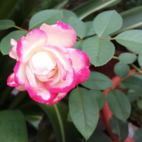 yoyo (@yoyo06084641) 's Twitter Profile