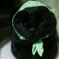 おりえんた (@orientalark) 's Twitter Profile Photo