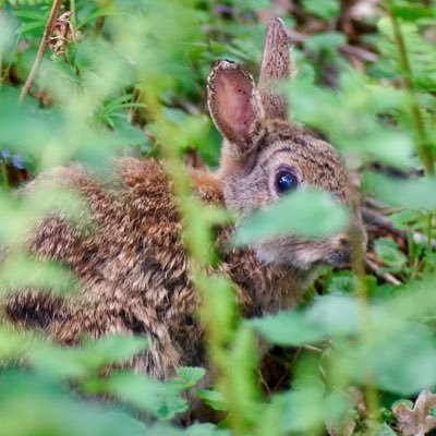 Wildlife media from around @UCL's @MSSLSpaceLab. Please message with content contributions!