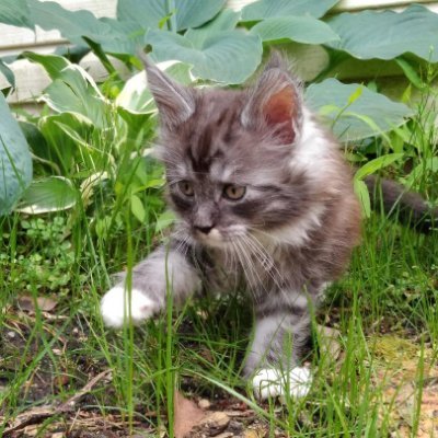 The finest Silver Maine Coons on the planet.