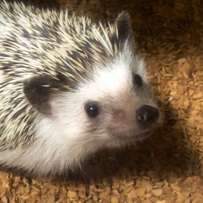 うに助さんのプロフィール画像