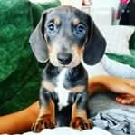 Always looking up. IG: BonoTheBlueDachshund