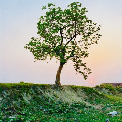JayViz3's profile picture. Nature Lover & Blogger
Trees
Plants
Flowers