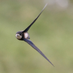 rarebirder (@rarebirder) Twitter profile photo rarebirder (@rarebirder) Twitter profile photo