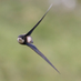 rarebirder (@rarebirder) Twitter profile photo