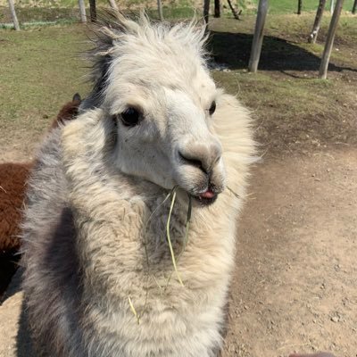 シュガーさんのプロフィール画像