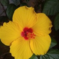 Ray (@rayrenpelle) 's Twitter Profile