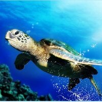 거북이 (@liketurtle) 's Twitter Profile