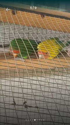 saadalifarooqui's profile picture. College Football Sports