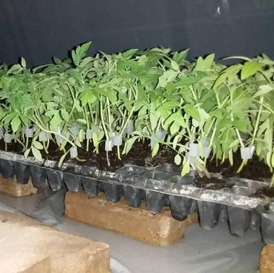 Research Assistant at World Vegetable Center | Nigeria Country Focus person | Agronomist