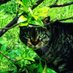 PHP書きたい🐈 (@k636174) Twitter profile photo PHP書きたい🐈 (@k636174) Twitter profile photo