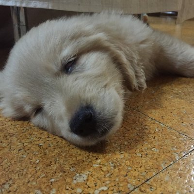 hellomartha's profile picture. ボードゲーマー / ポーカー/ぷよぷよ