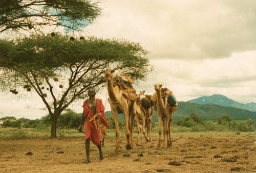 Twitter profile picture for @Camels