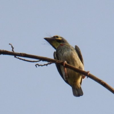 phadkenarendra's profile picture. about Birding, Nature, Wildlife and Humans