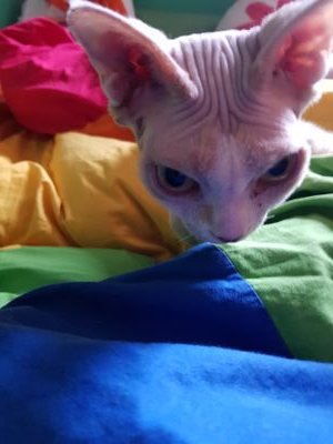 Ioda77's profile picture. Vice-Président de l'association GARE! (LGBT+ SNCF). Agent SNCF, Association Homoboulot, Président Association Les Oiseaux (Ehpad) Délégué Mutuelle Entrain