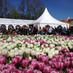 Tulpenbelevingsveld Creil (@tulpenbeleving) Twitter profile photo
