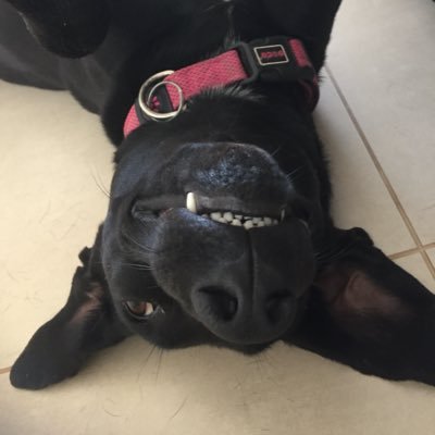 bommthecat's profile picture. קיבוצניקית, פעם היתי ימנית בארון עכשיו אני לא מחוסנת בארון. מתנגדת חיסונים, מכחישת משבר האקלים