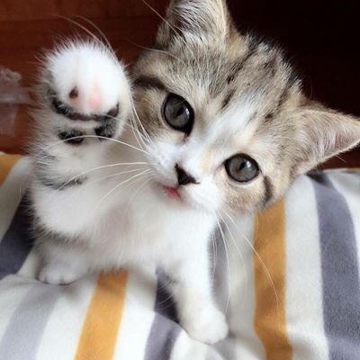 saralivo's profile picture. 