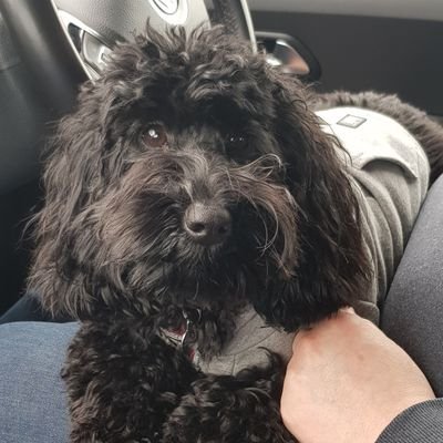 deniser46674382's profile picture. Clinical educator at CRH. Interested in human factors and member of teaching faculty. Changing culture around education in our hospital. Proud mummy to my puppy