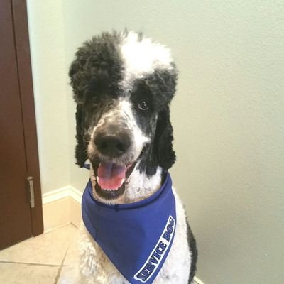 #PetBlogger #Servicedogadvocate #vettech #awesomevolunteer #poodlemom #catmom #spreadssmiles #masterbitch