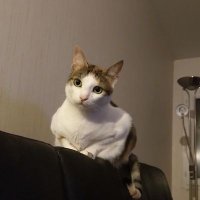 nozier (@nol_oz) 's Twitter Profile