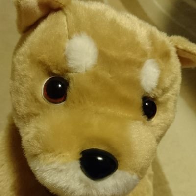 springs_1997's profile picture. 毎日が小旅行みたいな通学🎡 F年 しばいぬ