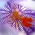 Tim Matcham (@garden_network) Twitter profile photo