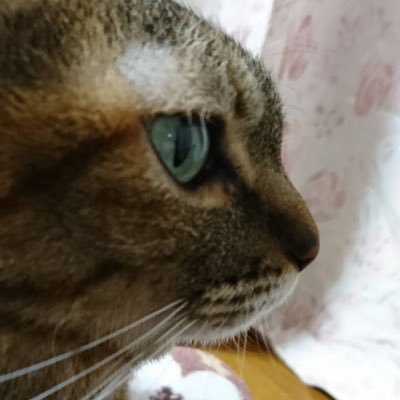 勉強好き、猫好き