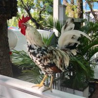 Pickled (@pragmatic2018) 's Twitter Profile