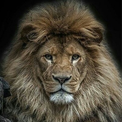 Lion79869935's profile picture. Niepokorny, kibol, homofob, katol.
Tylko Pasy, tylko Cracovia!