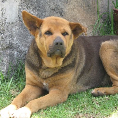gladstone_matos's profile picture. Oi :)