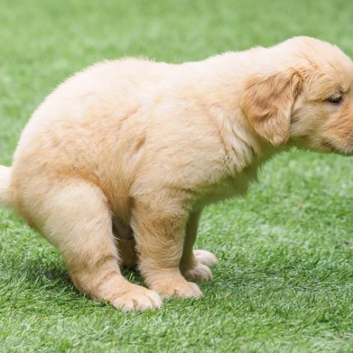 BloviatingCEO's profile picture. Visionary, Leader, Innovator, Executive Spirit Animal, Inspiration to All... and the Patron Saint of Ineptitude!