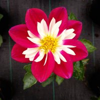 Wondering Horticulturist (@wonderinghorti1) 's Twitter Profile