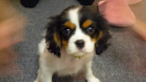 jjpxaa's profile picture. キャバリアを溺愛しています❤︎40代子持ち主婦❤︎