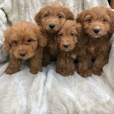 free pet dogs near me