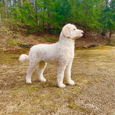 I’m a white Bernadoodle, dog model/canine about town, (often mistaken for a Polar Bear) starting my life with my humans in Boston’s South End