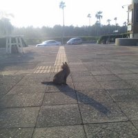 あかいねこ (@akaineko06) 's Twitter Profile