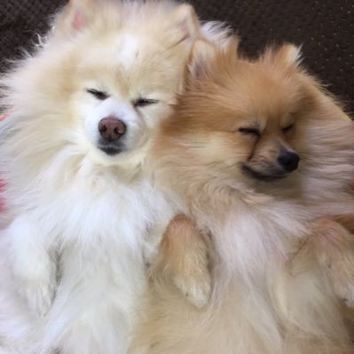 I love all kinds of animals, but I especially love dogs. I have one at home💞 My dog is fluffy💞Berry very cute family💝