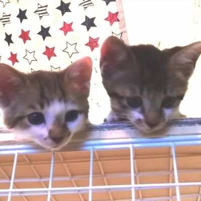 merrowcradle's profile picture. 🐱歌、レバーハープ、時々トンコリ（樺太アイヌの伝統楽器）🎵

🐱キジシロ兄弟猫（モナとリザ）とモフモフ生活してます🐈️🐈‍⬛

🐱音楽はNew Wave,Trad, Folk, Jazzなど好んで聴きます🎶

🐱オーラソーマ®プラクティショナー🌈

🐱徳山秀典さん推し🥰