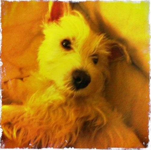 Berylthepooch's profile picture. 