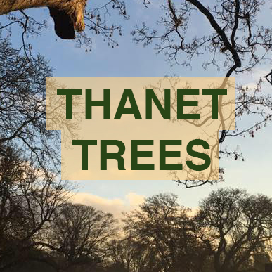 Planting, Protecting and Promoting Trees in Thanet