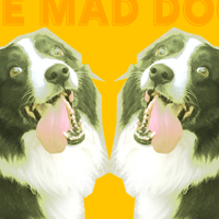 maddogandthemaddogs (@maddogsband) 's Twitter Profile