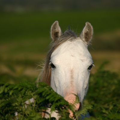 Curious about ponies? Conservation grazing with ponies on Gower, Wales.