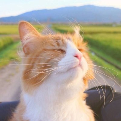 jajazziさんのプロフィール画像
