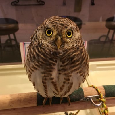静岡 自由気ままにつぶやきます。満遍なくにわか