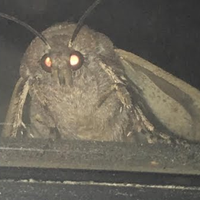 Moth(@MothNoises) 's Twitter Profile Photo