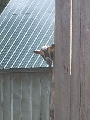 FarmSouthfork's profile picture. Farm Adventures for the entire family